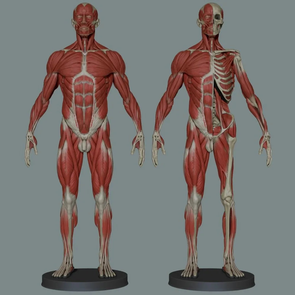 150mm Human Anatomy, Resin Model Figure Kit, Unassembled and Unpainted