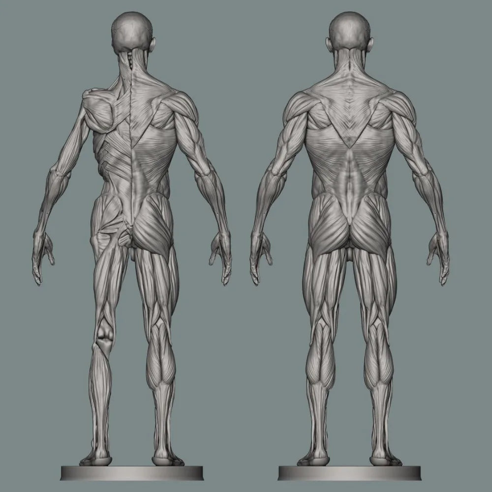 150mm Human Anatomy, Resin Model Figure Kit, Unassembled and Unpainted