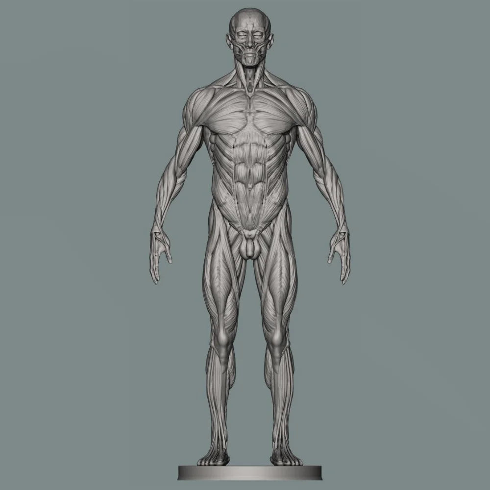 150mm Human Anatomy, Resin Model Figure Kit, Unassembled and Unpainted