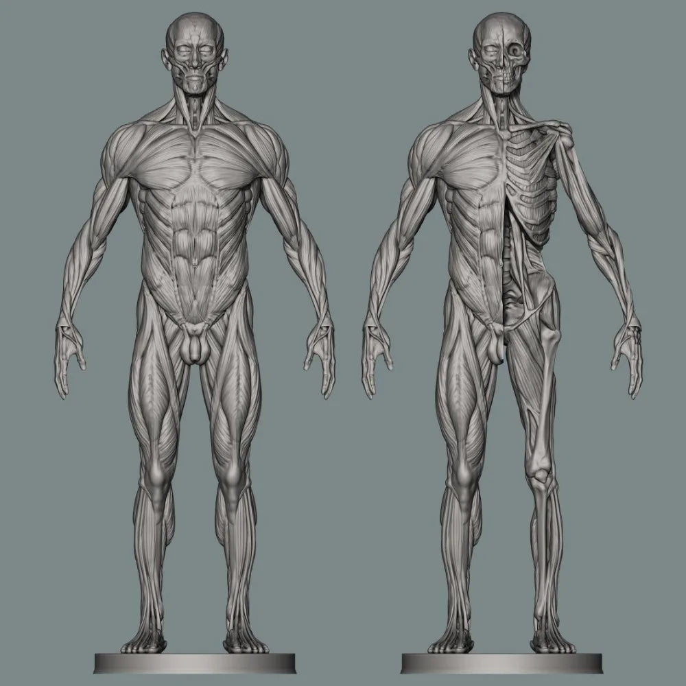 150mm Human Anatomy, Resin Model Figure Kit, Unassembled and Unpainted