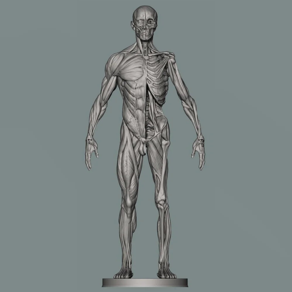150mm Human Anatomy, Resin Model Figure Kit, Unassembled and Unpainted