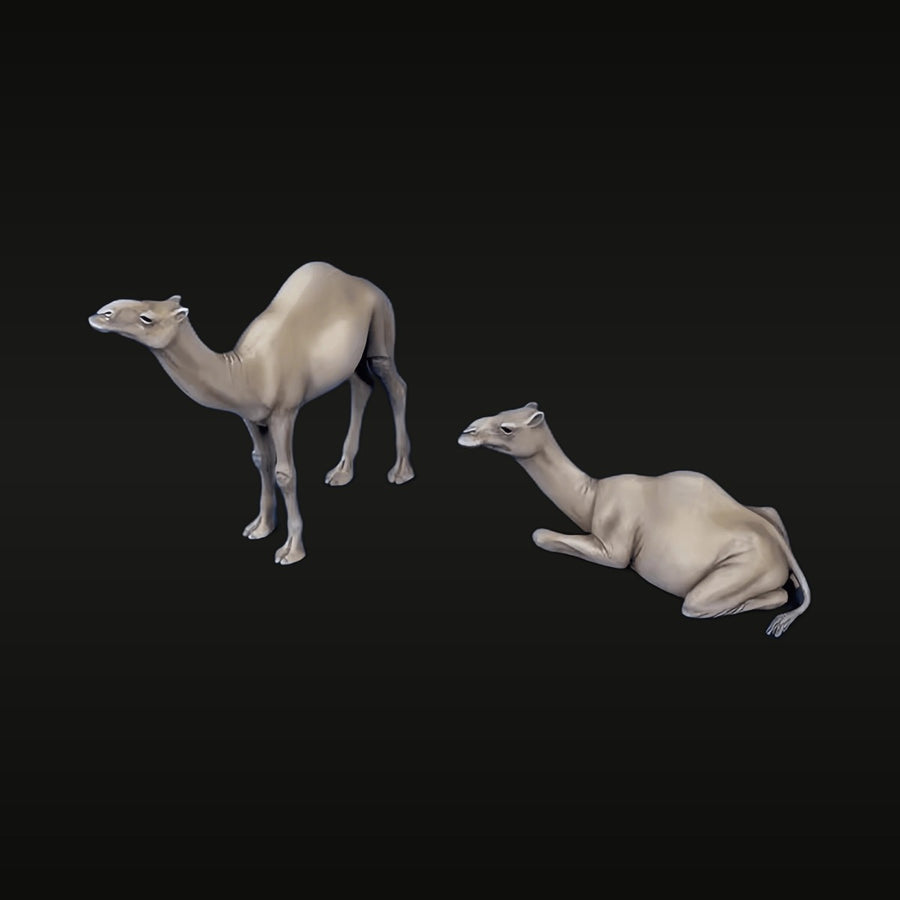 North African Dromedary Camels Scene 1/35 Resin Model Kit - unpainted resin model kit