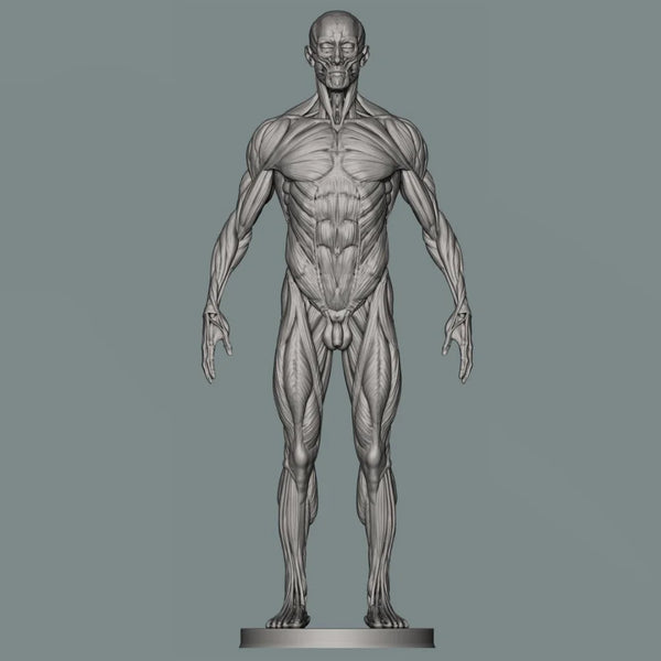 150mm Human Anatomy, Resin Model Figure Kit, Unassembled and Unpainted