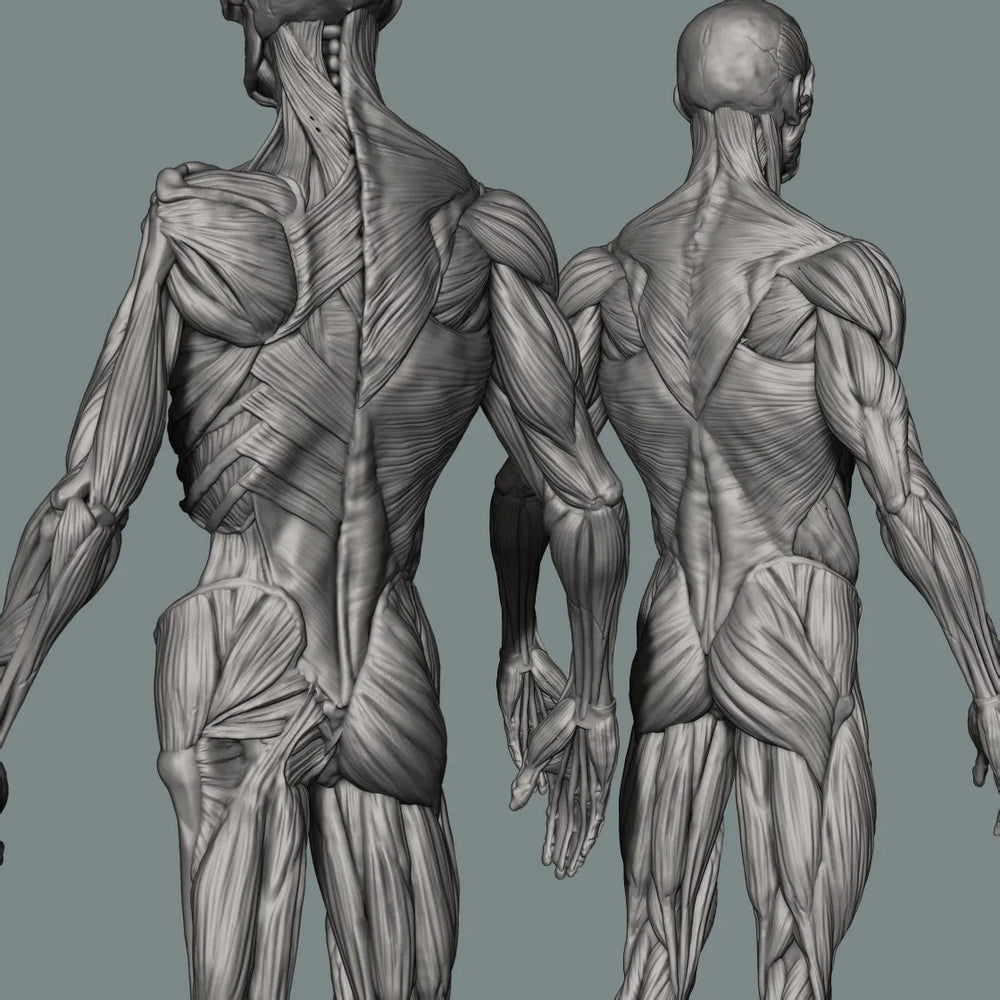 150mm Human Anatomy, Resin Model Figure Kit, Unassembled and Unpainted