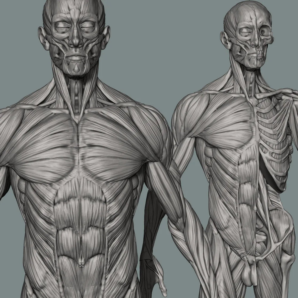 150mm Human Anatomy, Resin Model Figure Kit, Unassembled and Unpainted