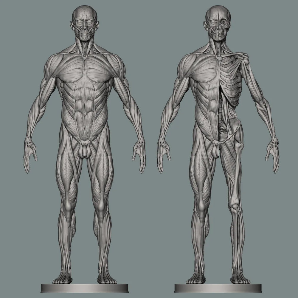 150mm Human Anatomy, Resin Model Figure Kit, Unassembled and Unpainted